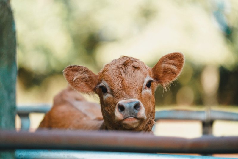 Kristen Kemp earned fourth place in the 2025 Delaware Farm Bureau photo contest for this shot of a cute and curious calf. SUBMITTED PHOTOS